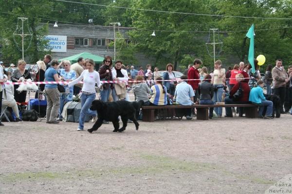 Фото: ньюфаундленд Drive Me Crazy of Apachee's Home, Юлия Наумова