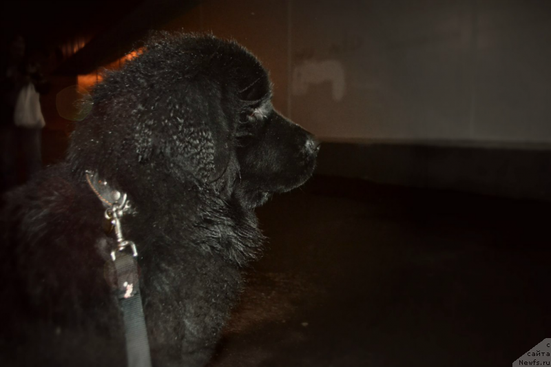 Фото: ньюфаундленд Лепесток Лилии