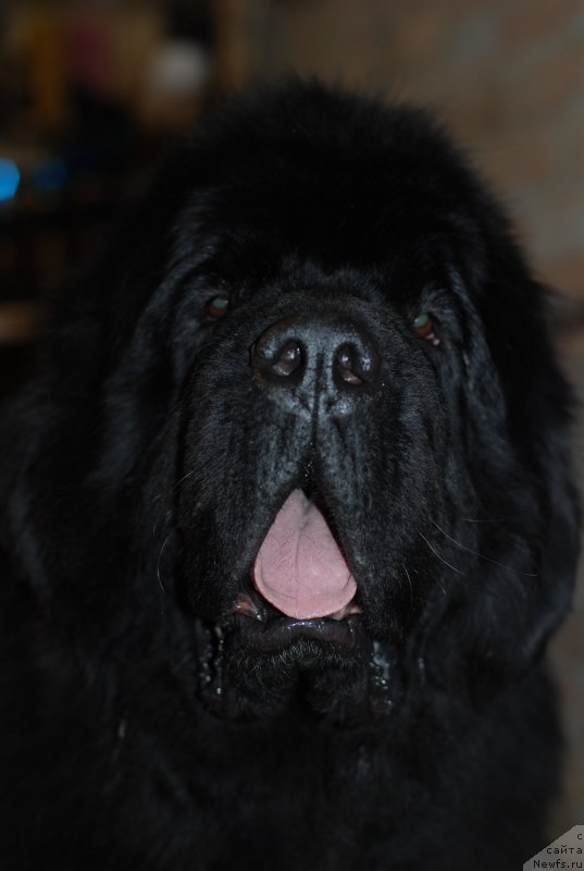 Фото: ньюфаундленд Midnight Lady's Scream at Mississippi-Missouri