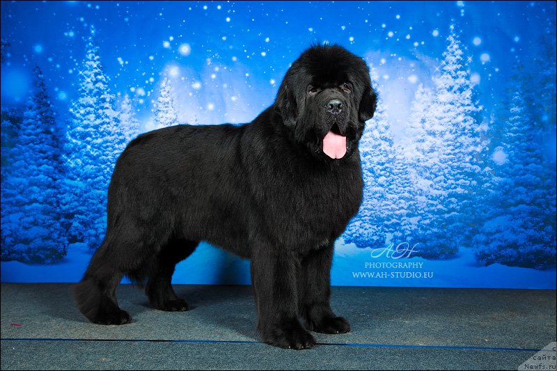 Фото: ньюфаундленд Звездный Дар Агасси (Zvezdnij Dar Agassi)