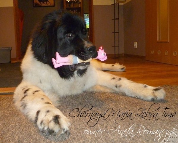 Фотография № 140689