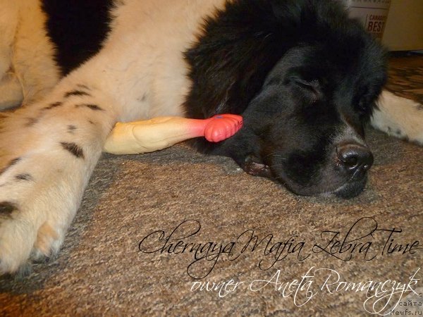 Фотография № 140690