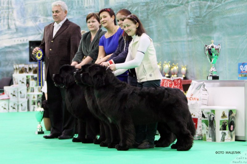Фото: ньюфаундленд Акватория Келвин Нобель (Aquatoriya Kelvin Nobel)