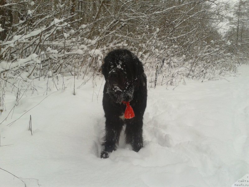 Фото: ньюфаундленд Лесли-Сиа Фловер (Leslley-Sia Flover)