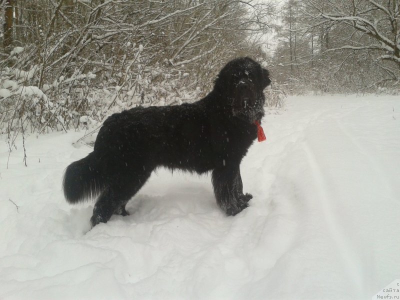 Фото: ньюфаундленд Лесли-Сиа Фловер (Leslley-Sia Flover)