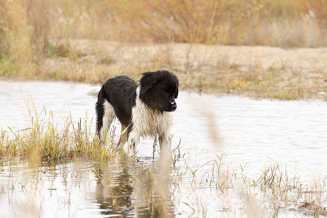 Фото: ньюфаундленд Фиаметтахауз Садира