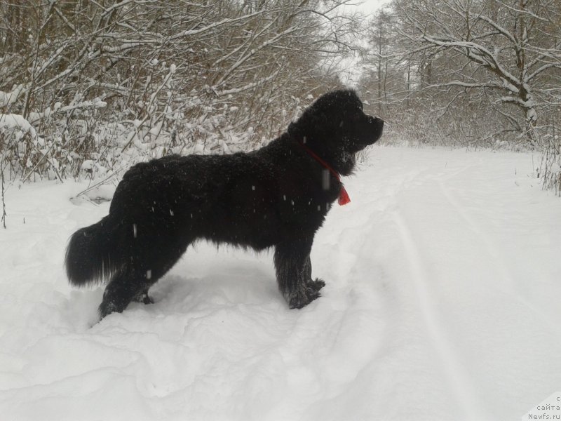 Фото: ньюфаундленд Лесли-Сиа Фловер (Leslley-Sia Flover)