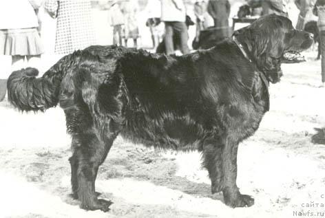 Фото: ньюфаундленд Хэдди Тин