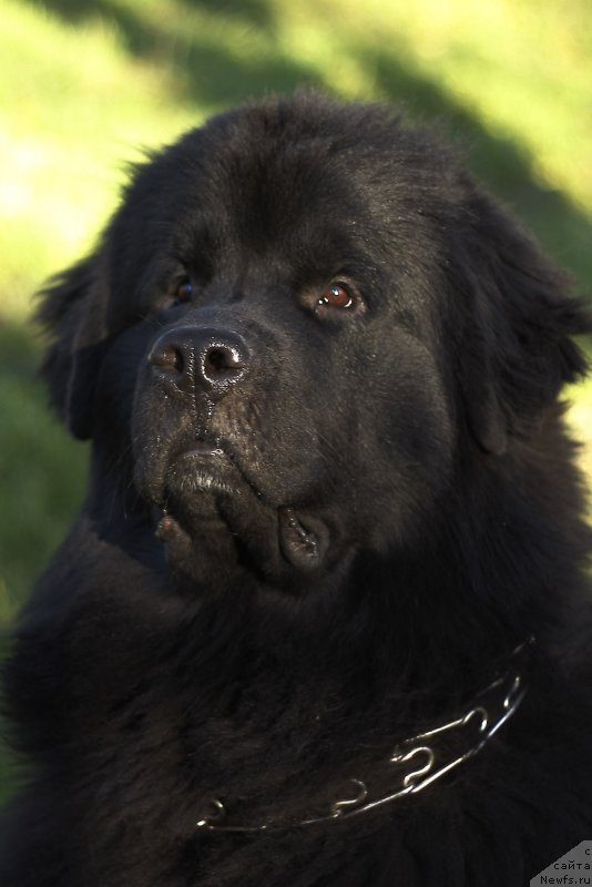 Фото: ньюфаундленд Ром Кубинский Кара Дениз (Rom Kubinskiy Kara Deniz)