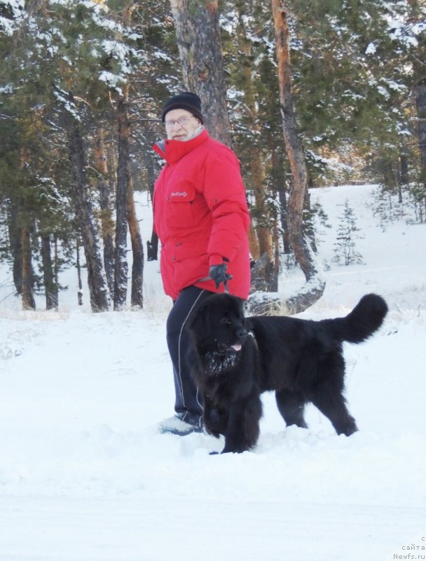Фото: ньюфаундленд Би Перфект Арабелла, мой папа