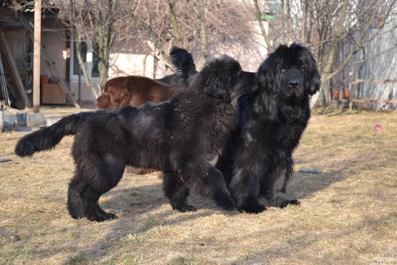 Фото: ньюфаундленд Талисман Моря Мишель, ньюфаундленд I'm Little Princess Midnight Bear