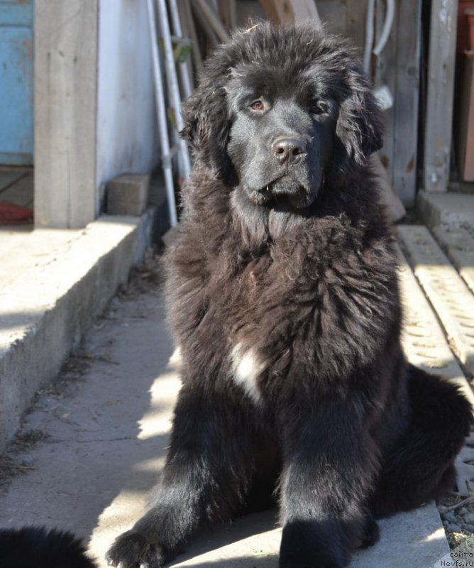 Фото: ньюфаундленд Талисман Моря Мишель