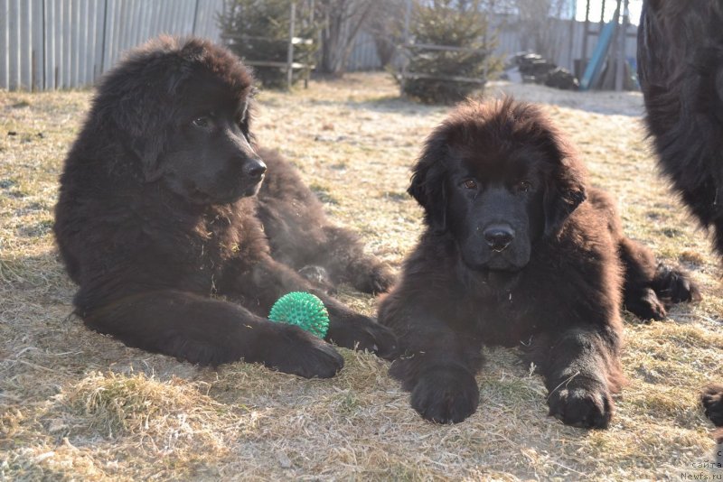 Фото: ньюфаундленд Талисман Моря Магия Волн, ньюфаундленд Талисман Моря Мишель