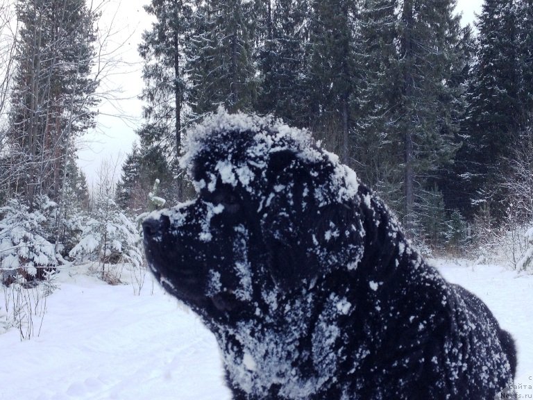 Фото: ньюфаундленд Ньюфорт Магия Любви