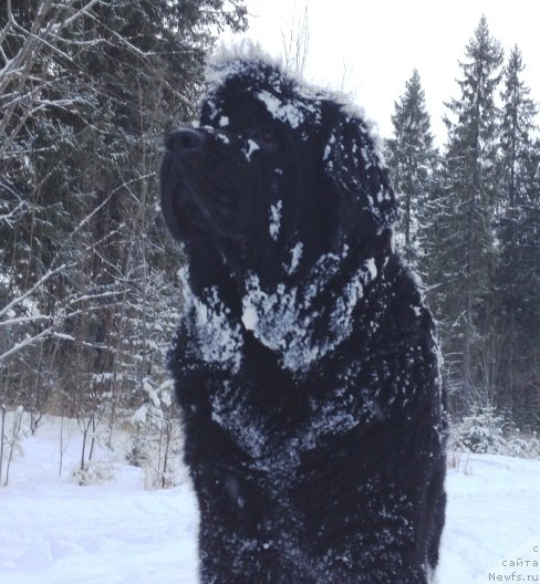Фото: ньюфаундленд Ньюфорт Магия Любви