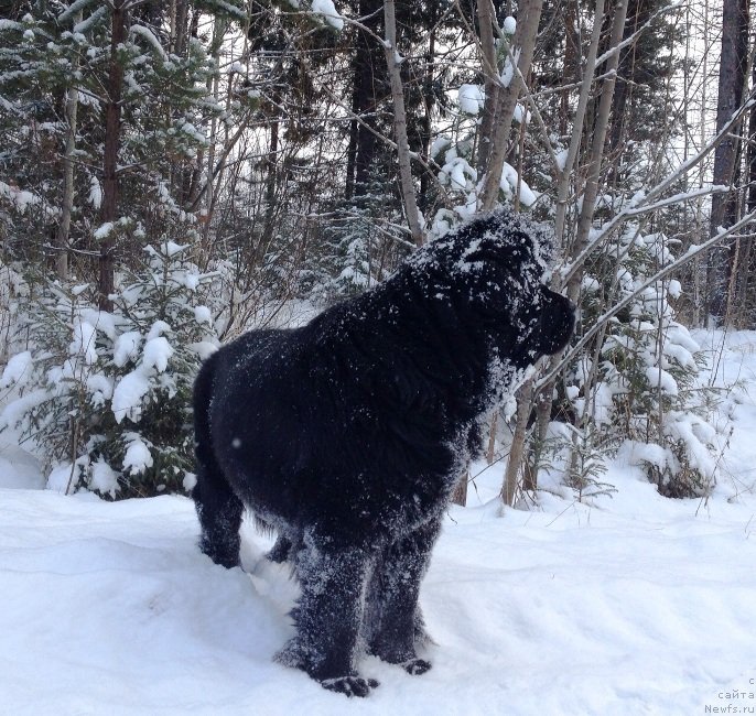 Фото: ньюфаундленд Ньюфорт Магия Любви
