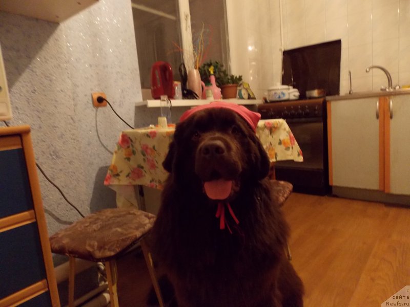 Фото: ньюфаундленд Хохотушка с Берега Дона (Hohotushka s Berega Dona)