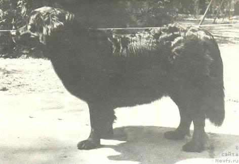 Фото: ньюфаундленд Хиппи Тин