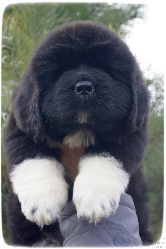 Фото: ньюфаундленд Сафирина Катту Скарлетт (Safirina Katty Scarlett)