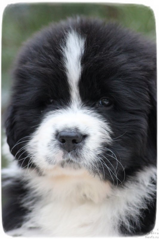 Фото: ньюфаундленд Сет тхе Ворлд он Фире Топаз (Set The World On Fire Topaz)