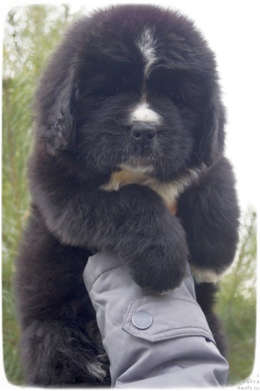 Фото: ньюфаундленд Саппхире Кинг оф Му Хеарт (Sapphire King of My Heart)