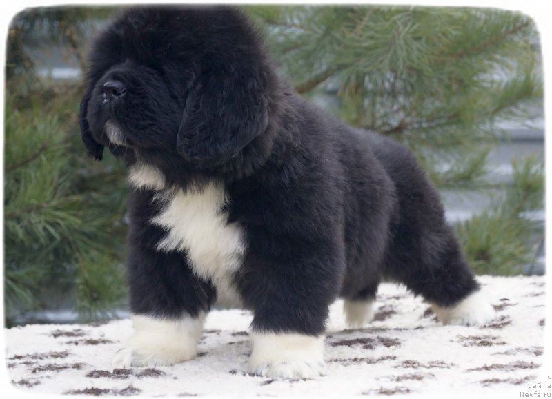 Фото: ньюфаундленд Сафирина Катту Скарлетт (Safirina Katty Scarlett)