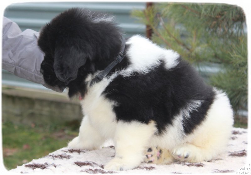 Фото: ньюфаундленд Сунну Сафранит Цитрине (Sunny Safranit Citrine)