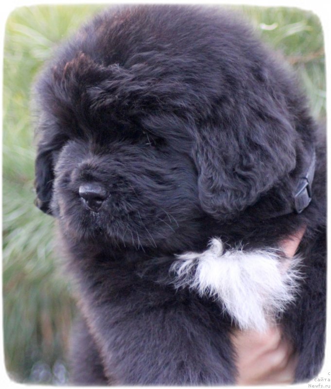 Фото: ньюфаундленд Сиберит Суншине Тоурмалине (Siberit Sunshine Tourmaline)