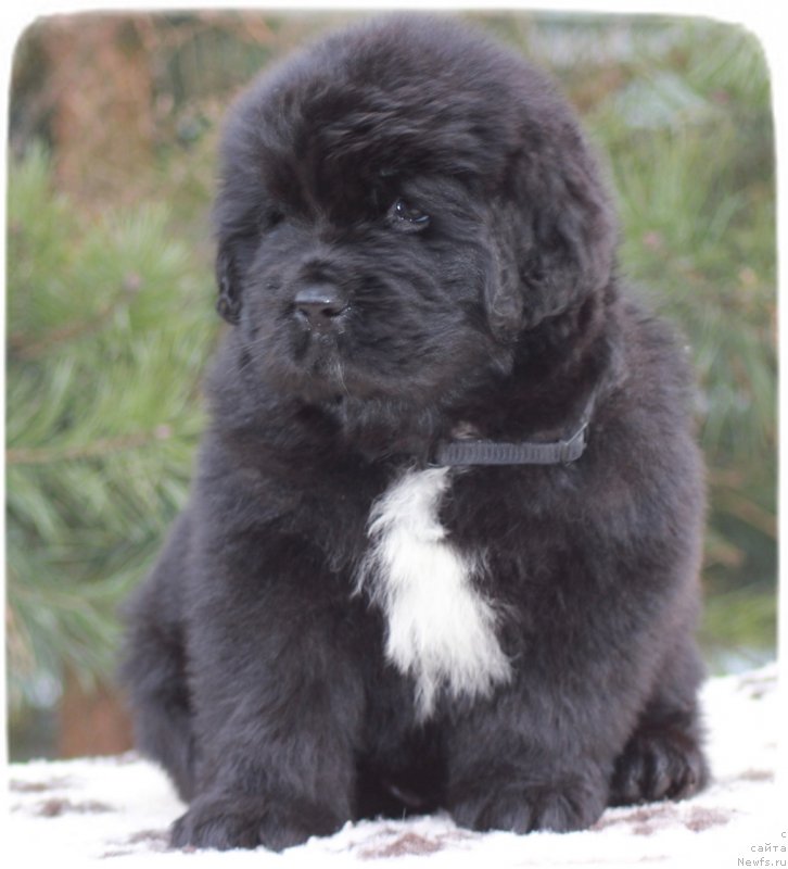 Фото: ньюфаундленд Сиберит Суншине Тоурмалине (Siberit Sunshine Tourmaline)