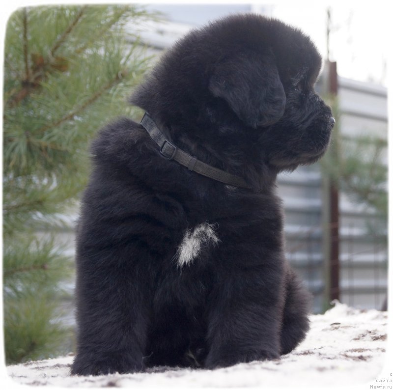 Фото: ньюфаундленд Силвер Пеарлс Осеан Оф Фаитх (Silver Pearls Ocean Of Faith)