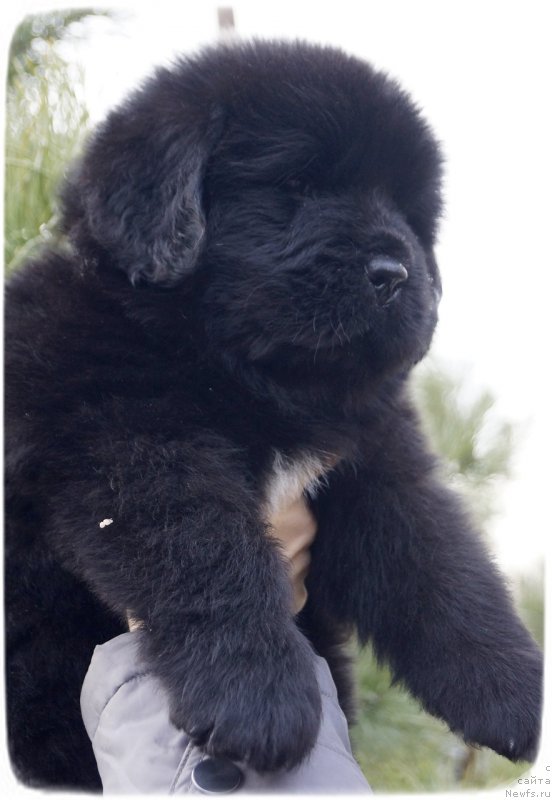 Фото: ньюфаундленд Силвер Пеарлс Осеан Оф Фаитх (Silver Pearls Ocean Of Faith)