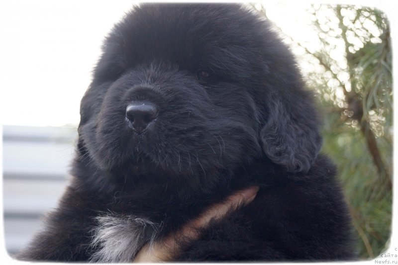 Фото: ньюфаундленд Силвер Пеарлс Осеан Оф Фаитх (Silver Pearls Ocean Of Faith)