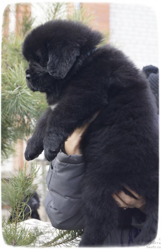 Фото: ньюфаундленд Силвер Пеарлс Осеан Оф Фаитх (Silver Pearls Ocean Of Faith)