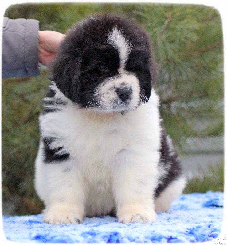 Фото: ньюфаундленд Ску Витх Диамондс Лазурит (Sky With Diamonds Lazurit)