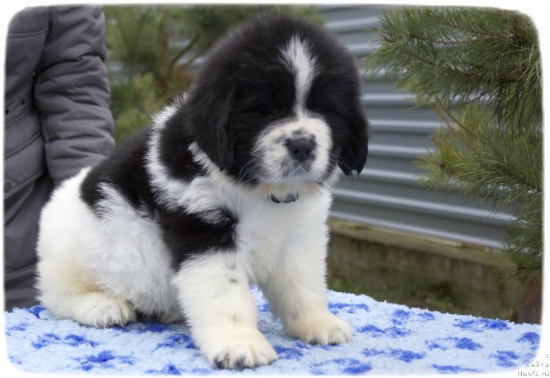 Фото: ньюфаундленд Ску Витх Диамондс Лазурит (Sky With Diamonds Lazurit)