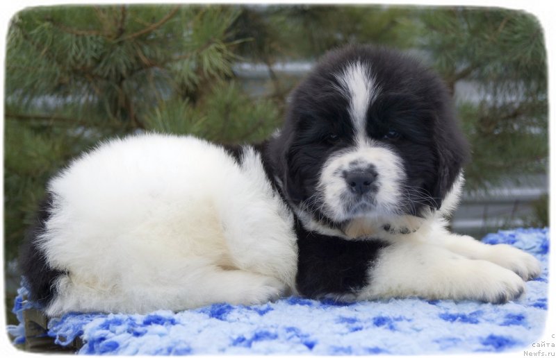 Фото: ньюфаундленд Ску Витх Диамондс Лазурит (Sky With Diamonds Lazurit)