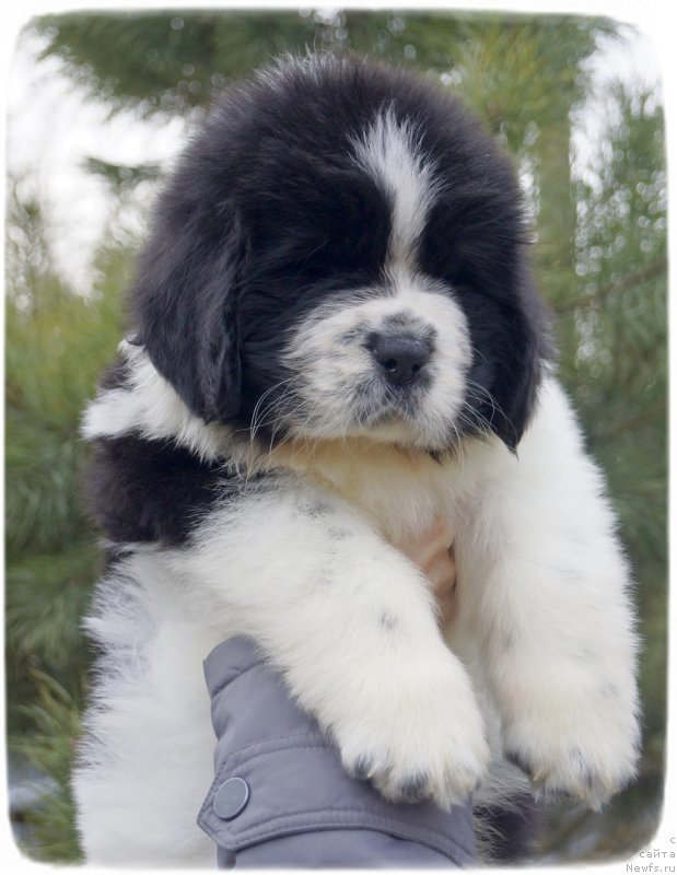 Фото: ньюфаундленд Ску Витх Диамондс Лазурит (Sky With Diamonds Lazurit)