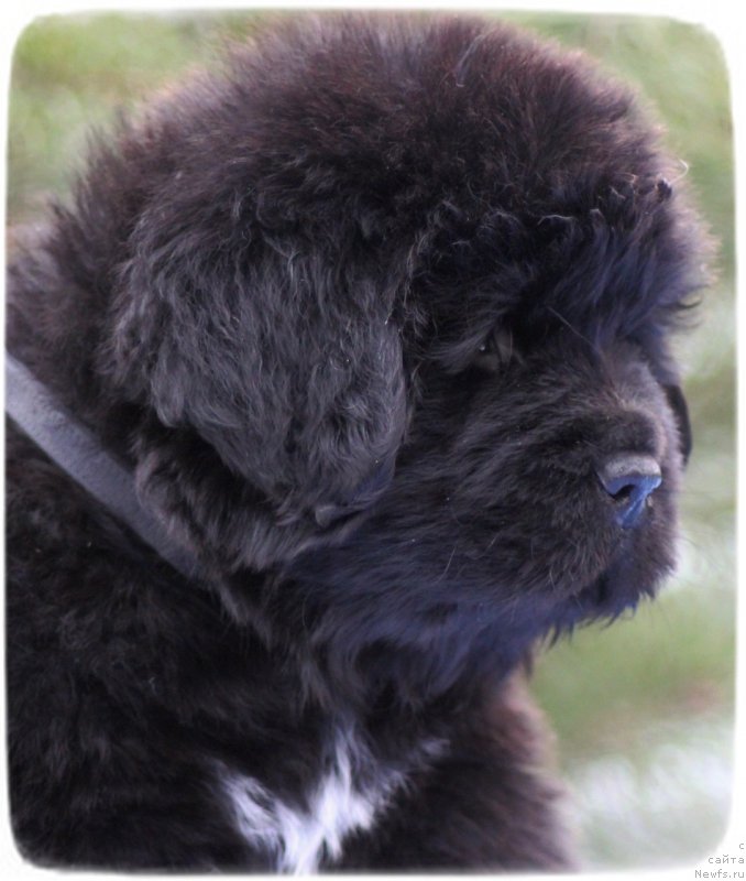 Фото: ньюфаундленд Скутхиан Емералд Оф Виздом анд Хопе (Scythian Emerald Of Wisdom And Hope)