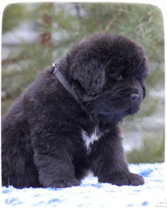 Фото: ньюфаундленд Скутхиан Емералд Оф Виздом анд Хопе (Scythian Emerald Of Wisdom And Hope)
