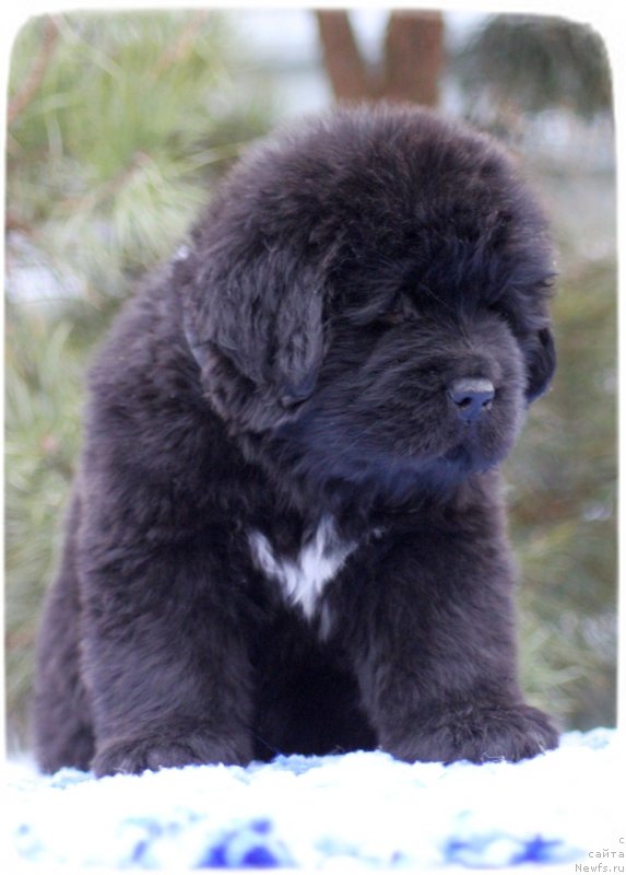 Фото: ньюфаундленд Скутхиан Емералд Оф Виздом анд Хопе (Scythian Emerald Of Wisdom And Hope)