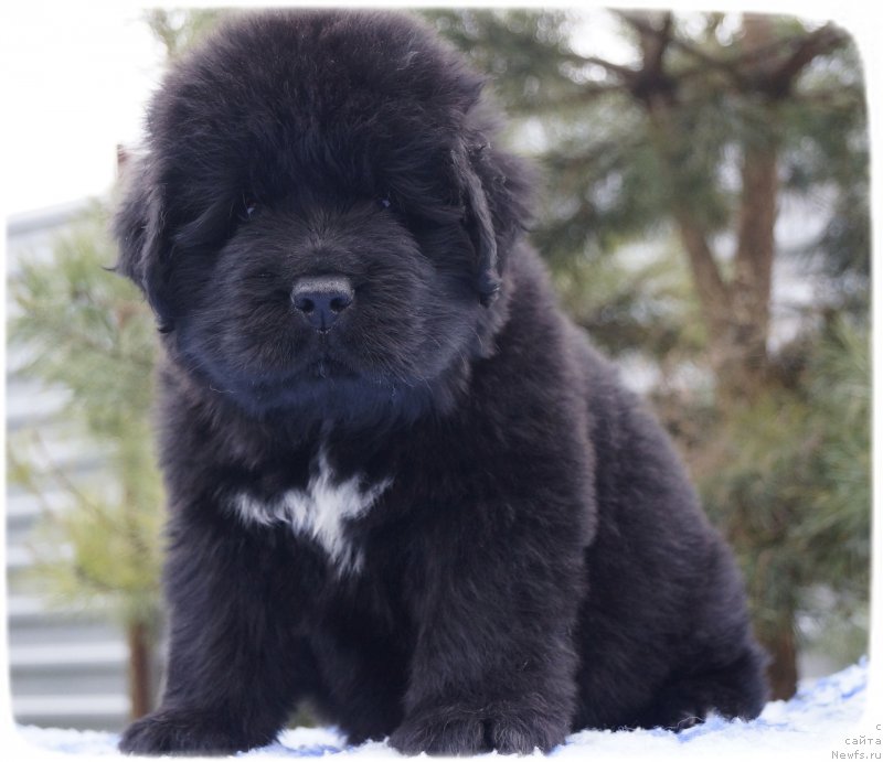 Фото: ньюфаундленд Скутхиан Емералд Оф Виздом анд Хопе (Scythian Emerald Of Wisdom And Hope)