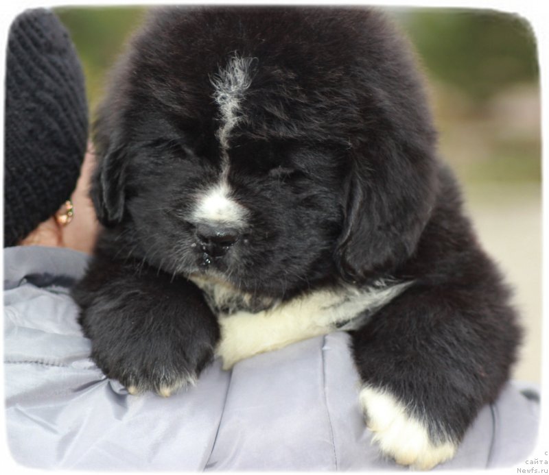 Фото: ньюфаундленд Саппхире Кинг оф Му Хеарт (Sapphire King of My Heart)