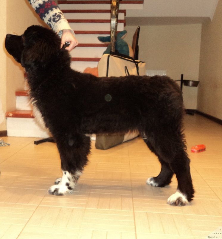 Фото: ньюфаундленд Аквиан Сонг Леди Ин Блэк