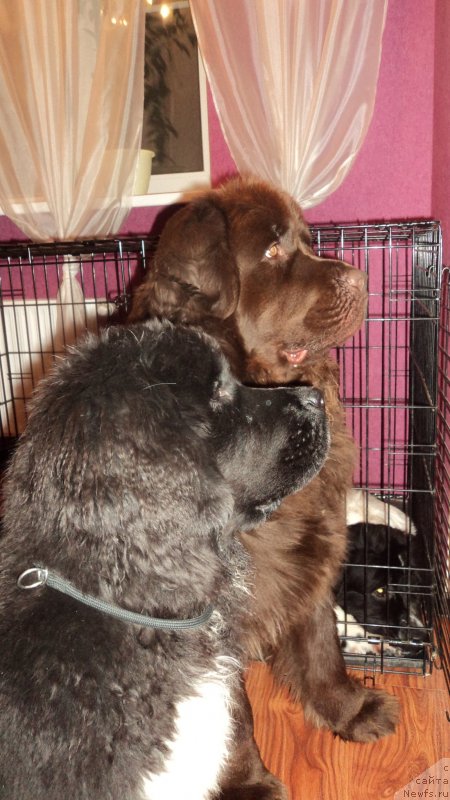 Фото: ньюфаундленд Аквиан Сонг Леди Ин Блэк, ньюфаундленд Ван Лен Тайм Женевьева