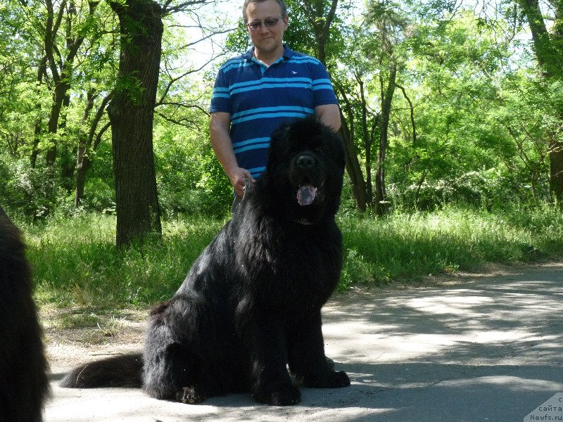 Фото: ньюфаундленд Канзас Кара Дениз (Kanzas Kara Deniz)