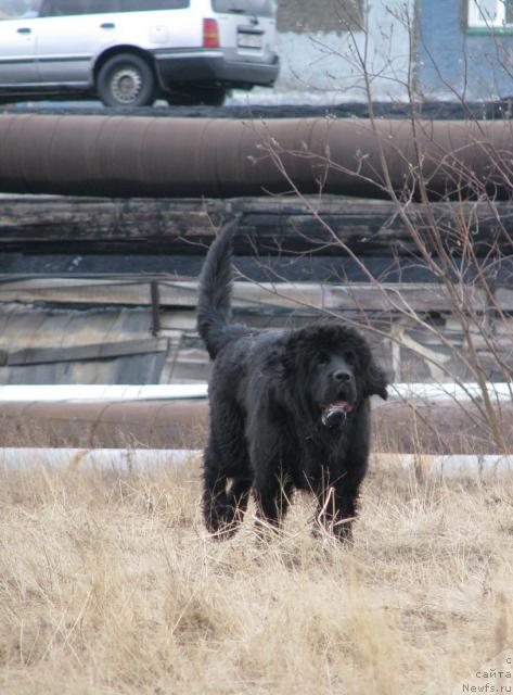 Фото: ньюфаундленд Жасмин Северный Каприз из Медвежьего Яра (Zhasmine Severny Caprice iz Medvejyego Yara)
