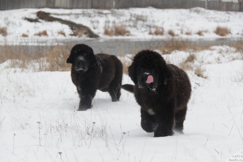 Фото: ньюфаундленд Аквиан Сонг Лаватера (Akvian Song Lavatera), ньюфаундленд Аквиан Сонг Ларс Бергер (Akvian Song Lars Berger)