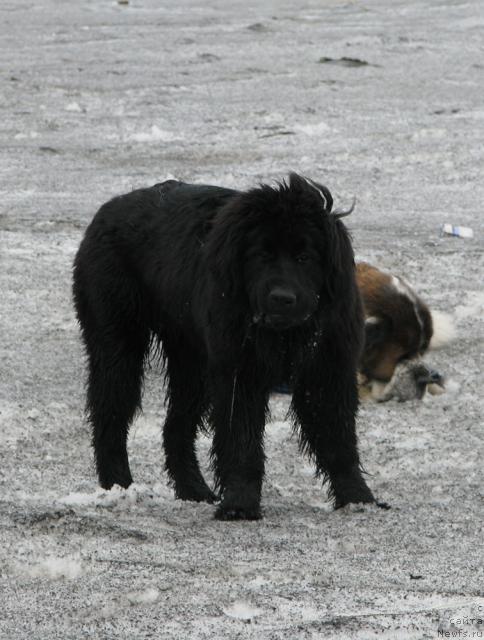 Фото: ньюфаундленд Жасмин Северный Каприз из Медвежьего Яра (Zhasmine Severny Caprice iz Medvejyego Yara)