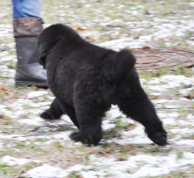 Фото: Бегущая по волнам Ричин Старс
