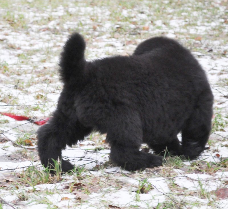 Фото: Бегущая по волнам Ричин Старс